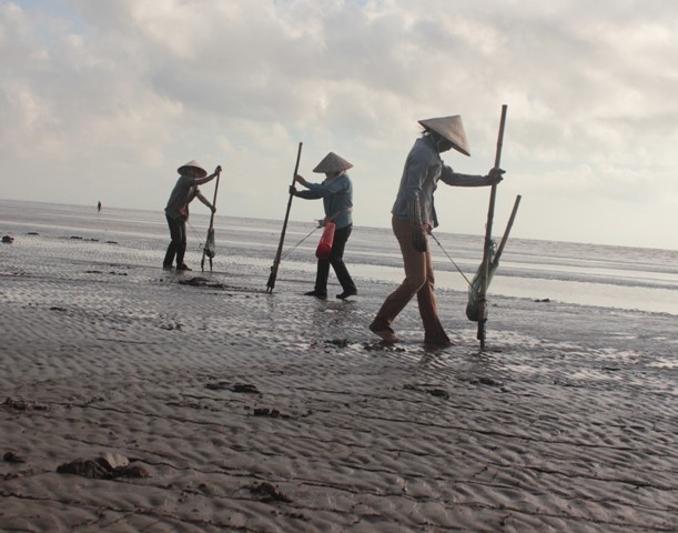 Từ lâu chi phí sinh hoạt của người dân sống ven biển phụ thuộc vào nghề cào ngao này.